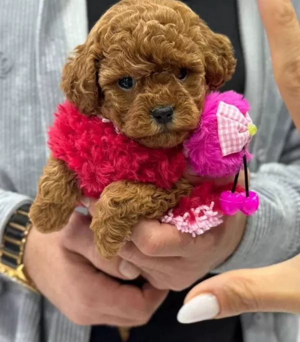 Anne Altından Soy Kutuklu Poodle Bebekler