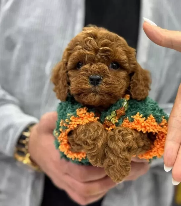 Anne Altından Soy Kutuklu Poodle Bebekler