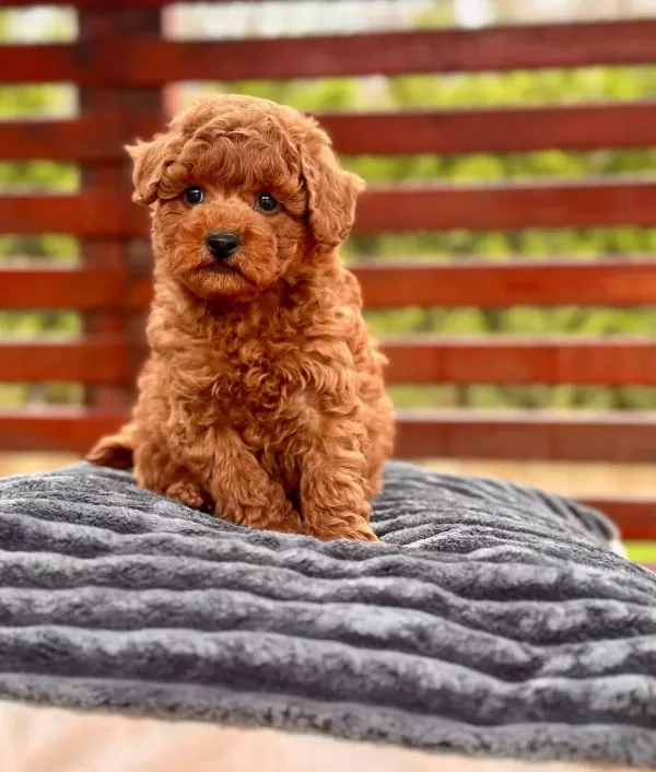 Zeki Ve Oyuncu Poodle Toy Yavruları Ile Hayatınıza Renk Katın