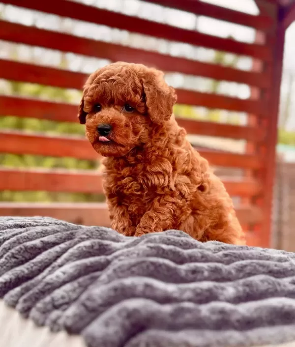 Zeki Ve Oyuncu Poodle Toy Yavruları Ile Hayatınıza Renk Katın