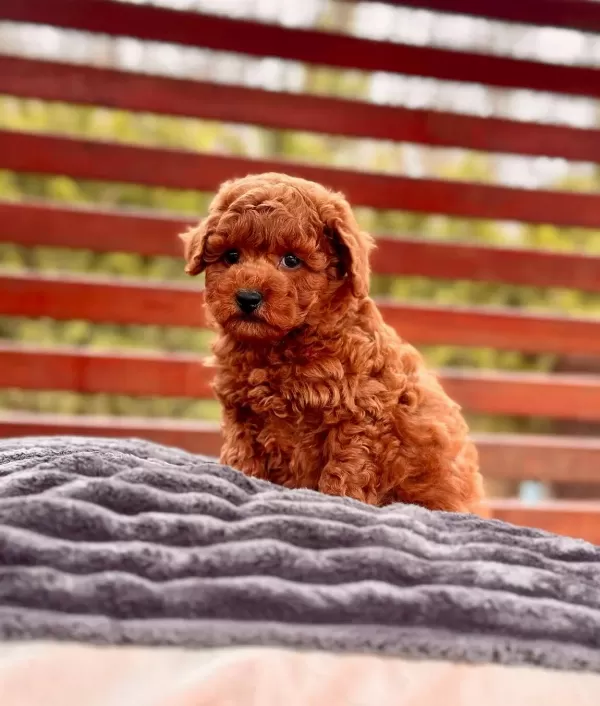 Zeki Ve Oyuncu Poodle Toy Yavruları Ile Hayatınıza Renk Katın