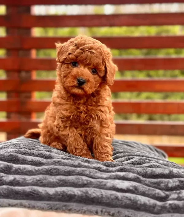 Zeki Ve Oyuncu Poodle Toy Yavruları Ile Hayatınıza Renk Katın