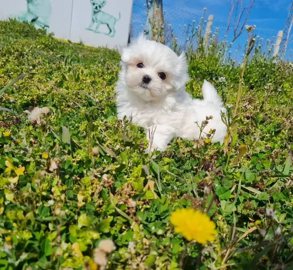 Kore Kanı Mini Maltese Bebekler Sun Kennels