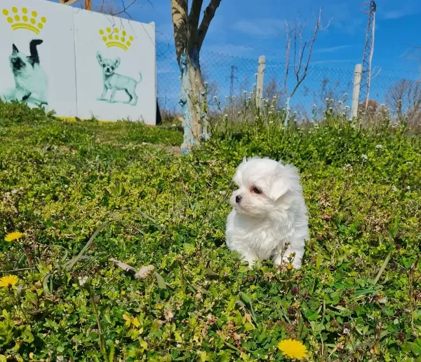 Kore Kanı Mini Maltese Bebekler Sun Kennels