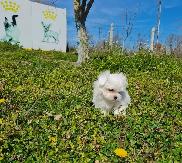 Kore Kanı Mini Maltese Bebekler Sun Kennels