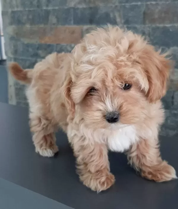 Akıllı Ve tüy Dokmeyen Maltipoo Yavru
