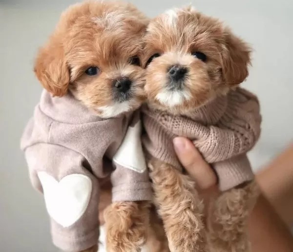 Hem Oyuncu Hem Akıllı Eğitimli Maltipoo Yavrular