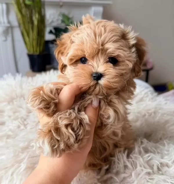 Hem Oyuncu Hem Akıllı Eğitimli Maltipoo Yavrular