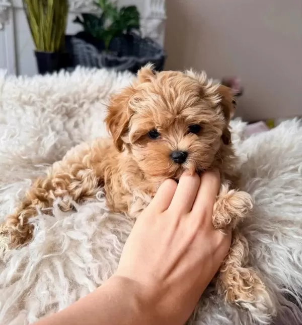 Hem Oyuncu Hem Akıllı Eğitimli Maltipoo Yavrular