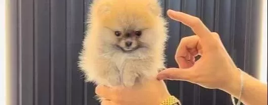 Avuc Ici Kadar Oyuncak Pelus Pomeranian Boo Yavrusu