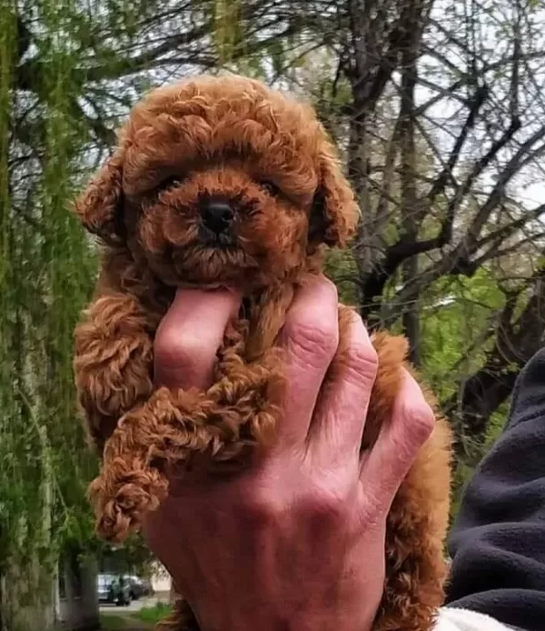 Efsane Toy Poodle Yavruları Istanbul