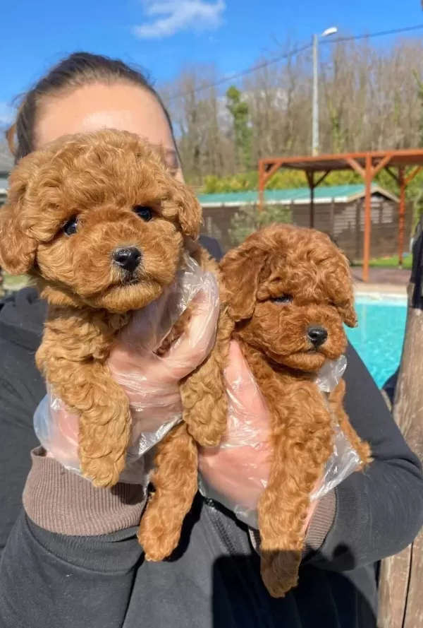 Hayatınıza Neşe Katacak Kıvırcık Zeka Kupu Toy Poodle
