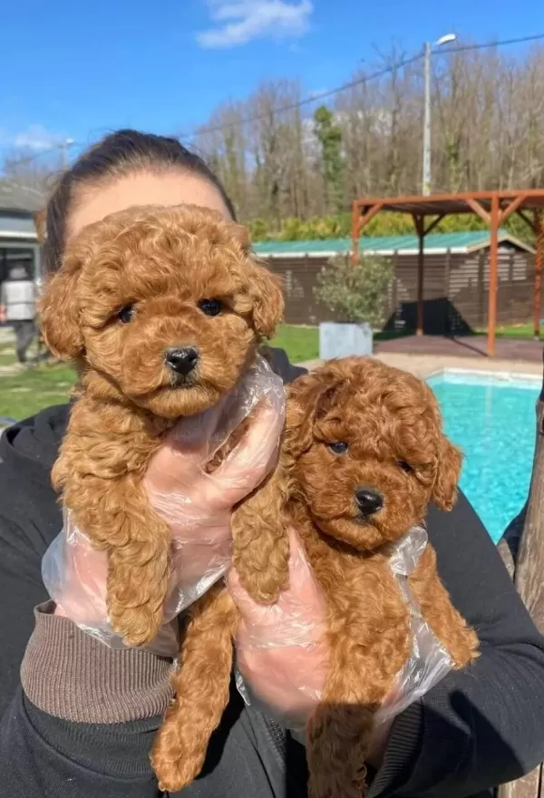 Hayatınıza Neşe Katacak Kıvırcık Zeka Kupu Toy Poodle
