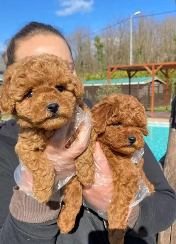 Hayatınıza Neşe Katacak Kıvırcık Zeka Kupu Toy Poodle