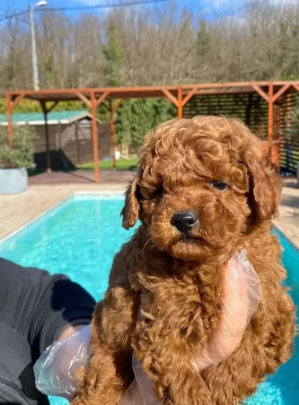 Hayatınıza Neşe Katacak Kıvırcık Zeka Kupu Toy Poodle
