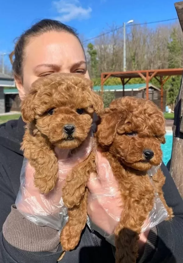 Hayatınıza Neşe Katacak Kıvırcık Zeka Kupu Toy Poodle