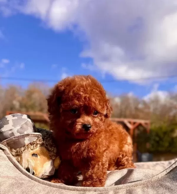 Zekası Ve Antialerjik Yapısıyla Red Brown Toy Poodle Yavruları