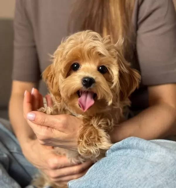 Ev Ortamında Yetisen Zeki Ve Hipoalerjenik Toy Poodle Yavruları
