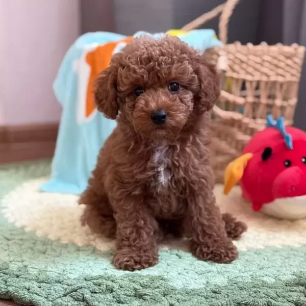 kıpkırmızı Sevimli Toy Poodle Yavrumuz