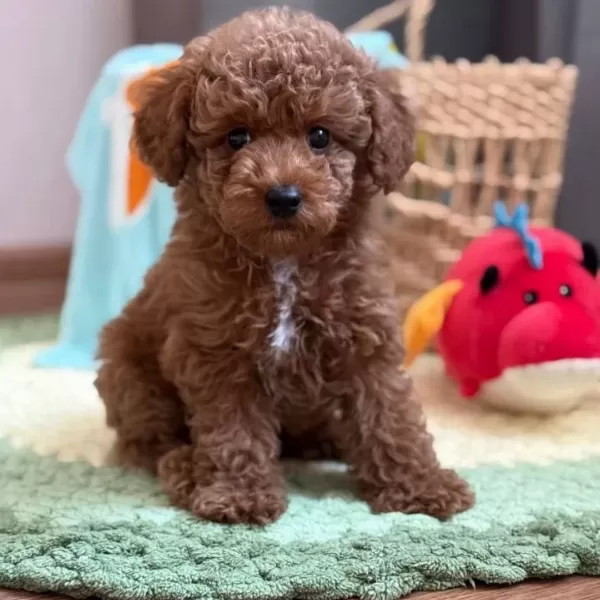 kıpkırmızı Sevimli Toy Poodle Yavrumuz