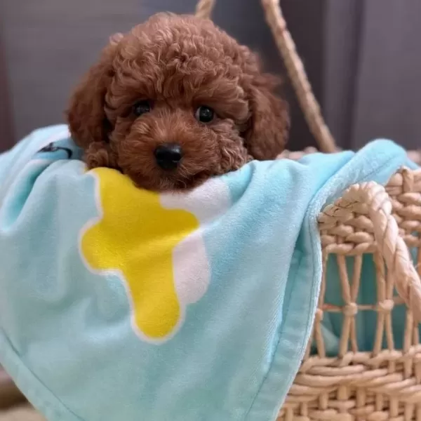 kıpkırmızı Sevimli Toy Poodle Yavrumuz