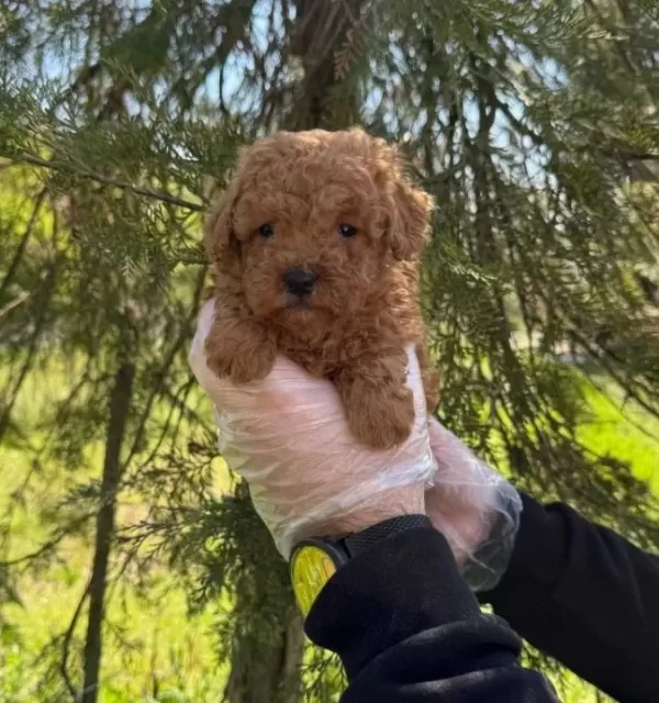 Irk Ve Sağlık Garantili Poodle Yavrularımız