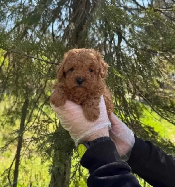 Irk Ve Sağlık Garantili Poodle Yavrularımız