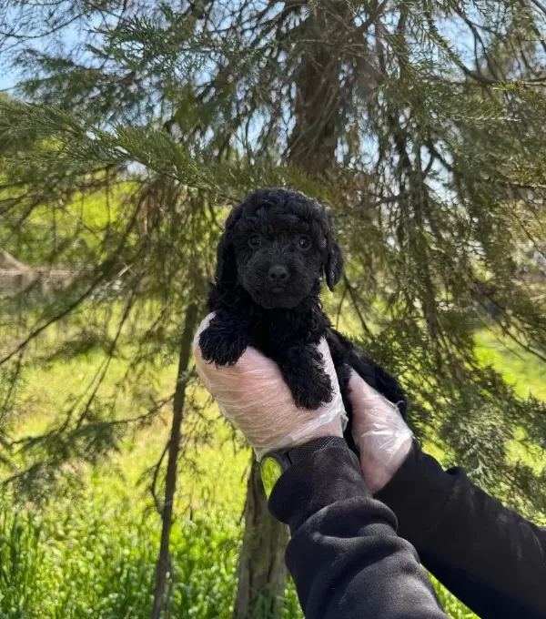 Sirin Ve Oyuncu Siyah Inci Poodle Bebeklerimiz