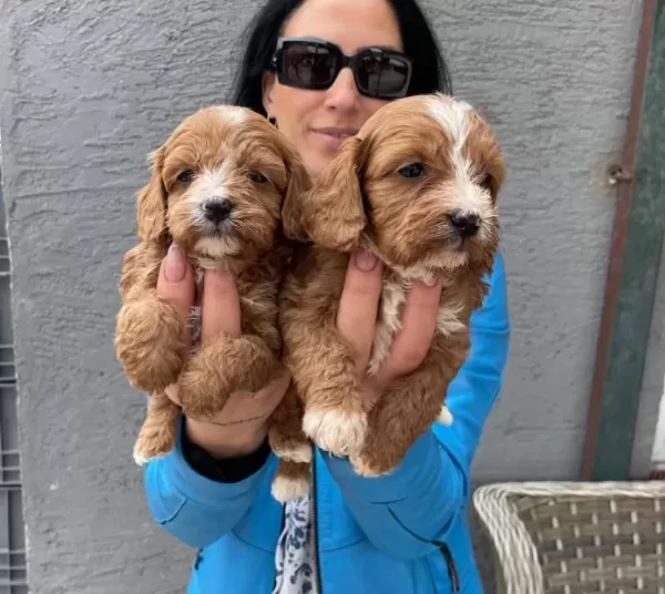 Maltipoo Yavrularım Sağlık Ve Irk Garantilidir