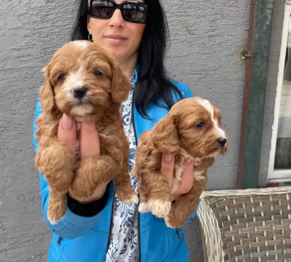 Maltipoo Yavrularım Sağlık Ve Irk Garantilidir