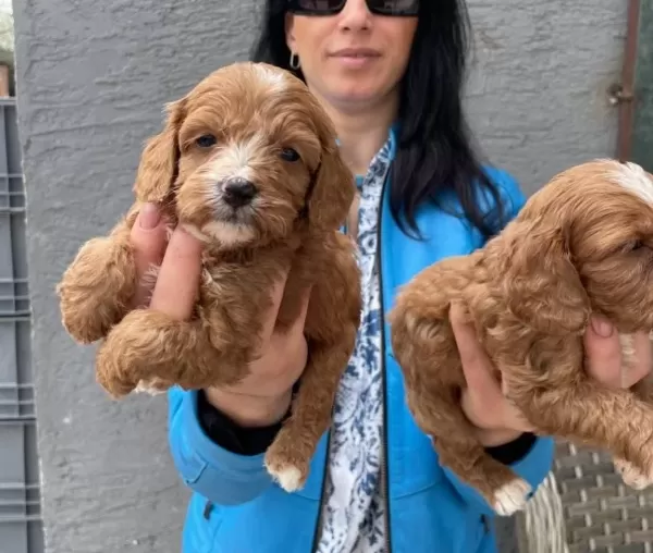 Maltipoo Yavrularım Sağlık Ve Irk Garantilidir