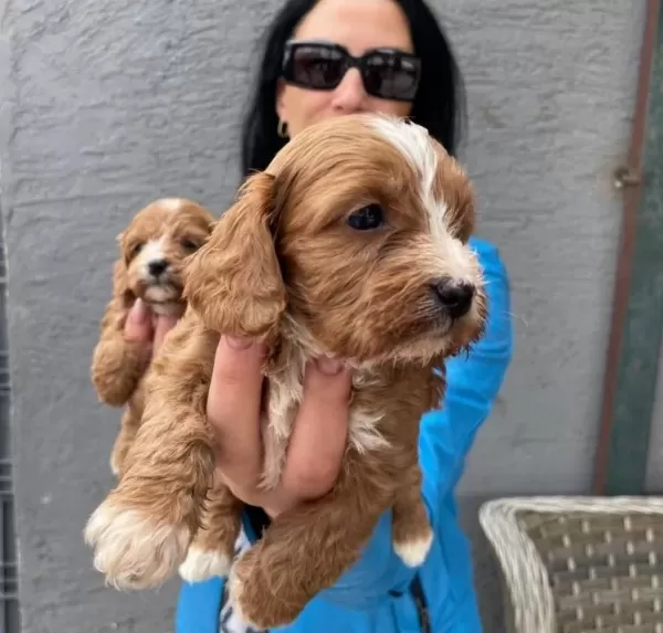 Maltipoo Yavrularım Sağlık Ve Irk Garantilidir