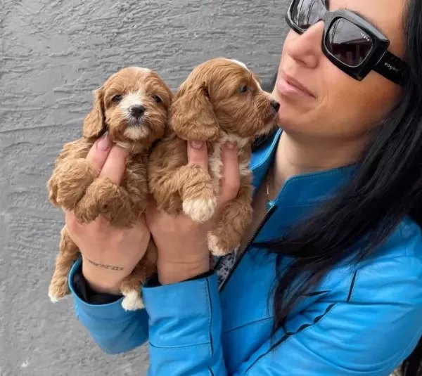 Maltipoo Yavrularım Sağlık Ve Irk Garantilidir