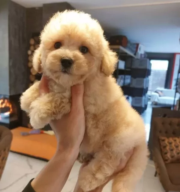 Akıllı Ve tüy Dokmeyen Karakteriyle Maltipoo Yavrusu