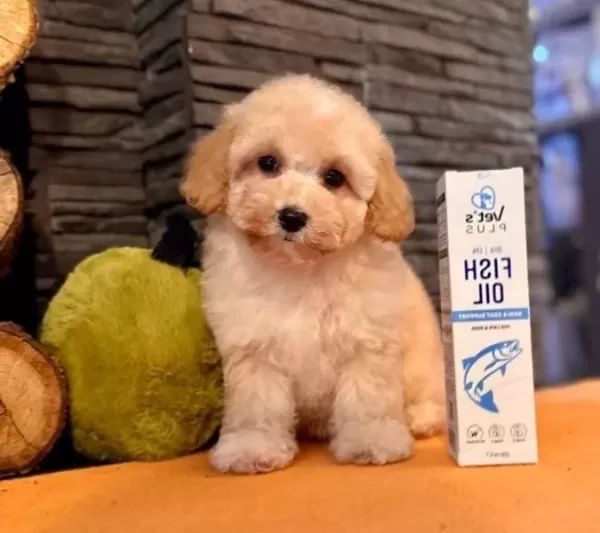 Akıllı Ve tüy Dokmeyen Karakteriyle Maltipoo Yavrusu