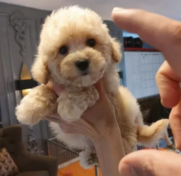 Akıllı Ve tüy Dokmeyen Karakteriyle Maltipoo Yavrusu