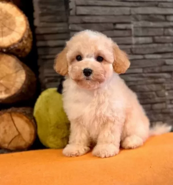 Akıllı Ve tüy Dokmeyen Karakteriyle Maltipoo Yavrusu