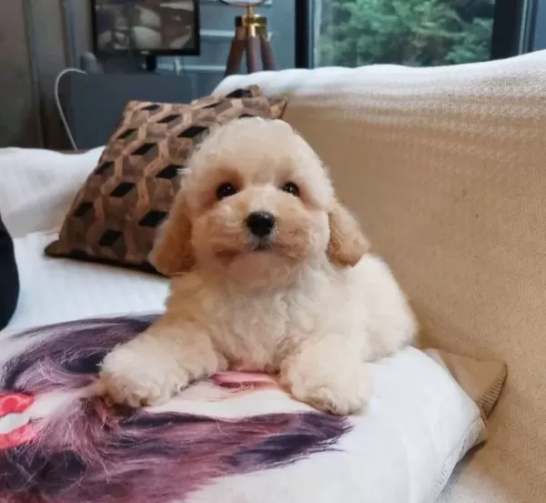 Akıllı Ve tüy Dokmeyen Karakteriyle Maltipoo Yavrusu