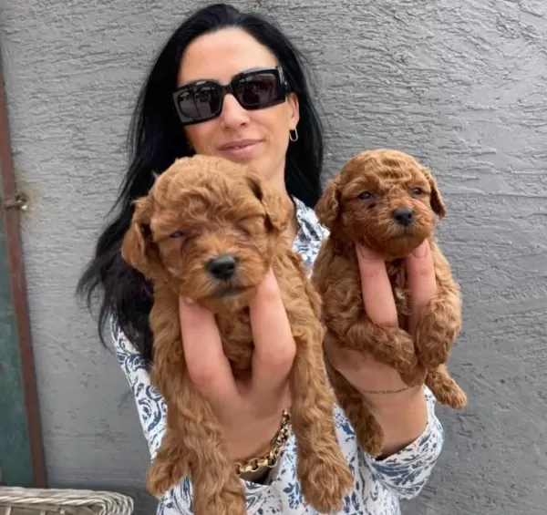 Ped Disiplini Kazanmıs Koyu Kızıl Toy Poodle Yavrularım