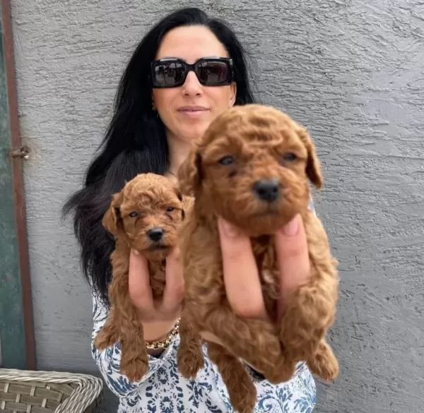 Ped Disiplini Kazanmıs Koyu Kızıl Toy Poodle Yavrularım