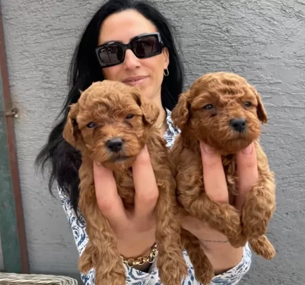 Ped Disiplini Kazanmıs Koyu Kızıl Toy Poodle Yavrularım