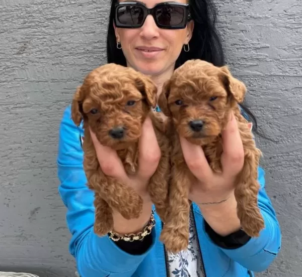 Ped Disiplini Kazanmıs Koyu Kızıl Toy Poodle Yavrularım