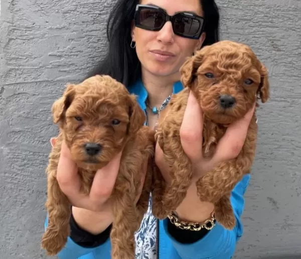 Ped Disiplini Kazanmıs Koyu Kızıl Toy Poodle Yavrularım
