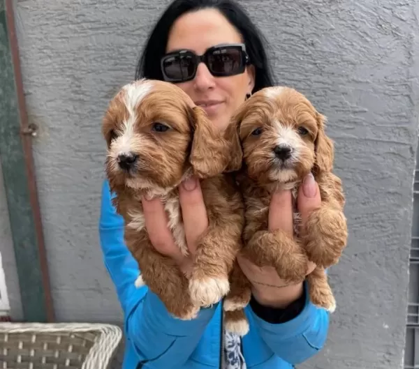 Kızıl Kurklu Tuvalet Eğitimli Maltipoo Yavrularım