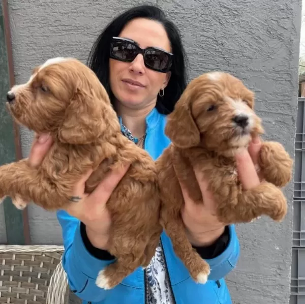 Kızıl Kurklu Tuvalet Eğitimli Maltipoo Yavrularım