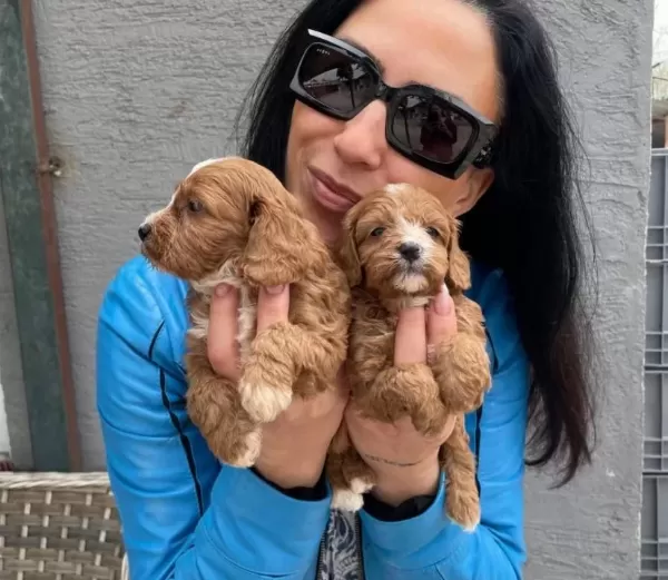 Kızıl Kurklu Tuvalet Eğitimli Maltipoo Yavrularım