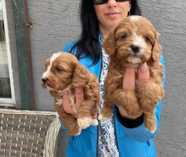 Kızıl Kurklu Tuvalet Eğitimli Maltipoo Yavrularım
