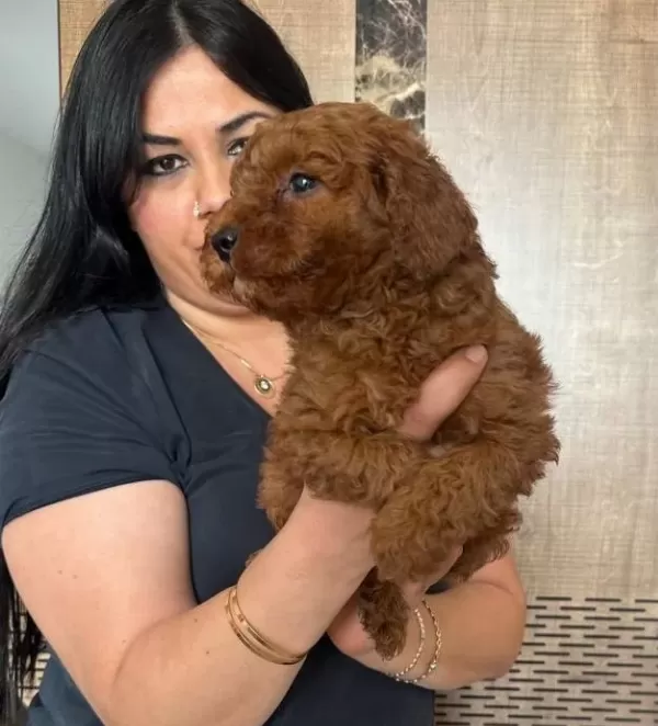 Red Brown Kilo Garantili Poodle Yavrularım