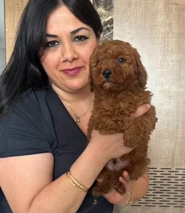 Red Brown Kilo Garantili Poodle Yavrularım