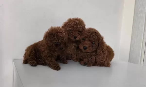 Pofuduk Sans Iki Kilo Kalacak Poodle Yumakları